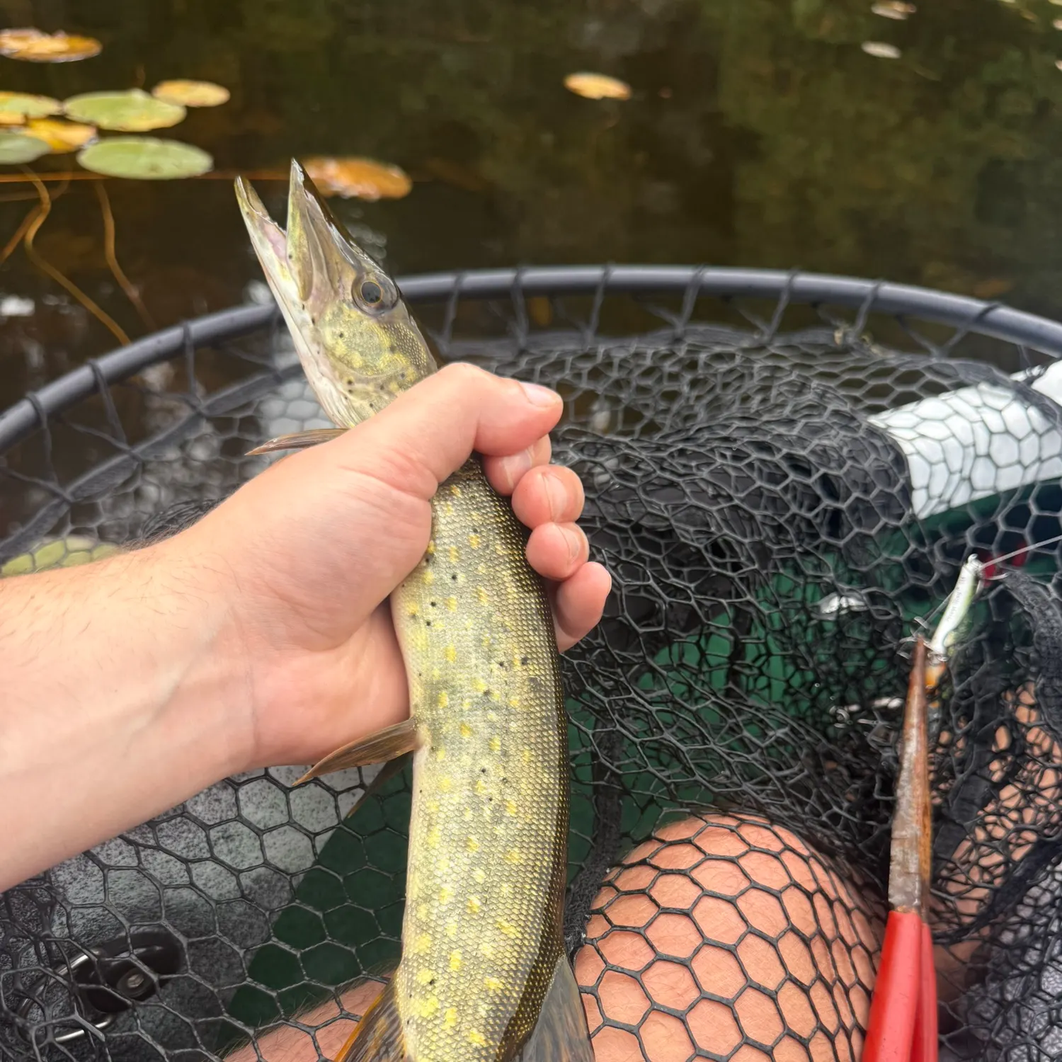 Northern pike caught on Fishbrain