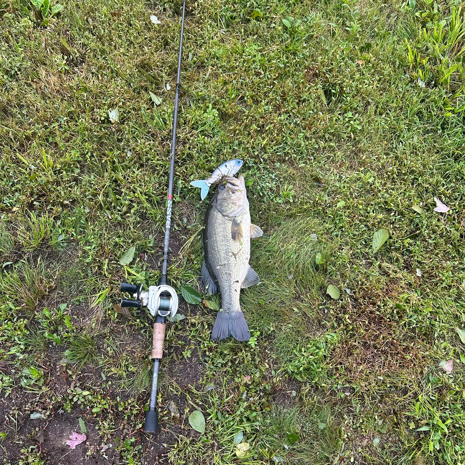 Largemouth bass caught on Fishbrain