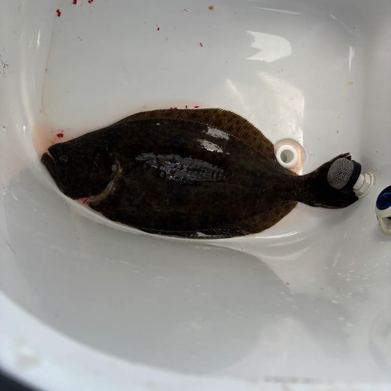 Summer flounder caught on Fishbrain