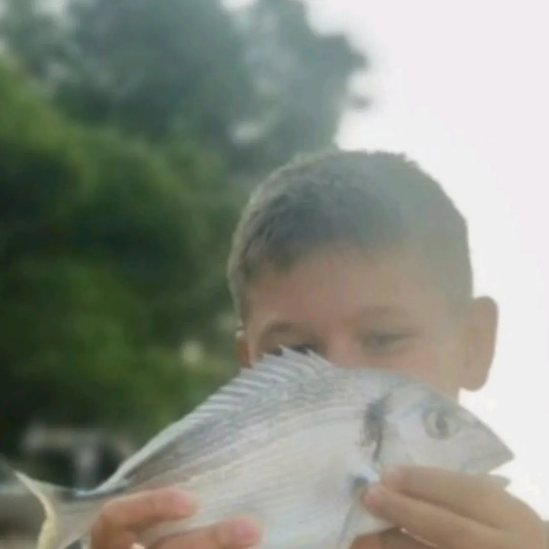 The most recent Gilthead seabream catches on Fishbrain
