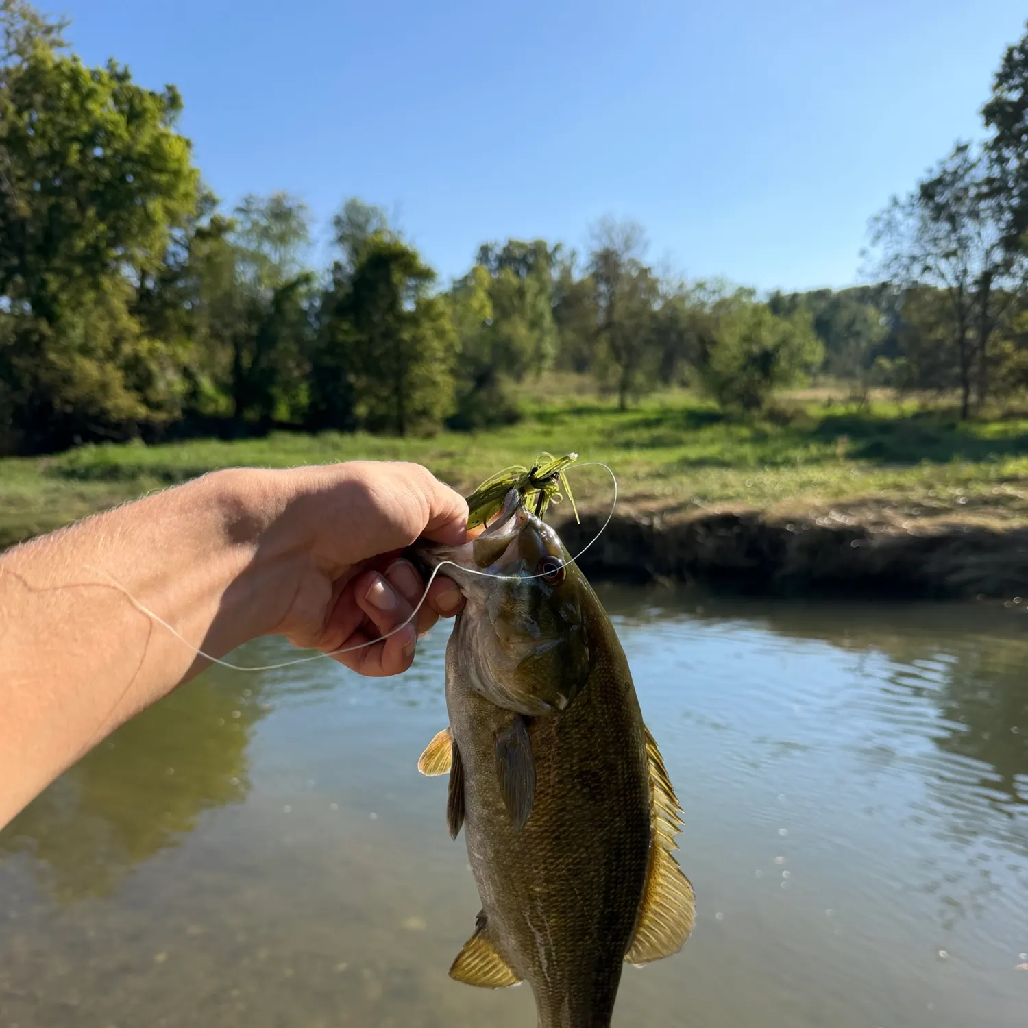 Smallmouth bass caught on Fishbrain