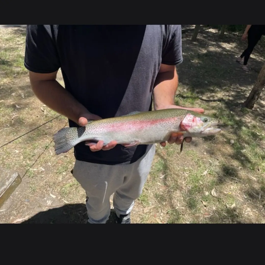 Rainbow trout caught on Fishbrain