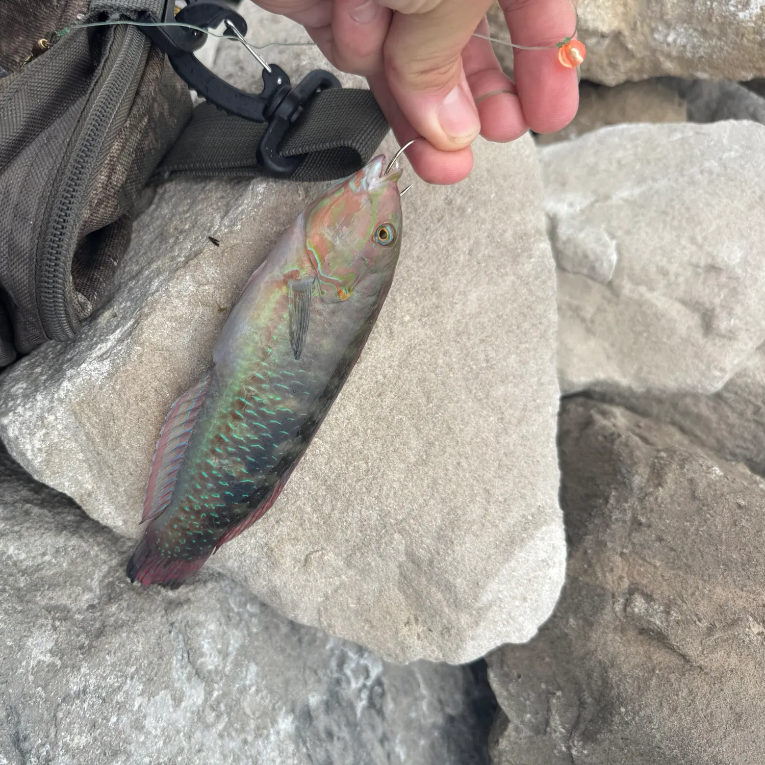 The most recent Slippery dick wrasse catches on Fishbrain