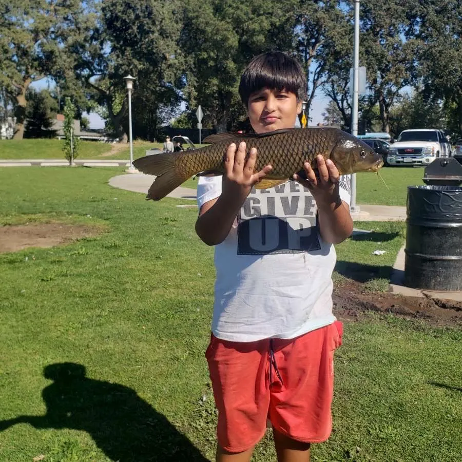 Common carp caught on Fishbrain