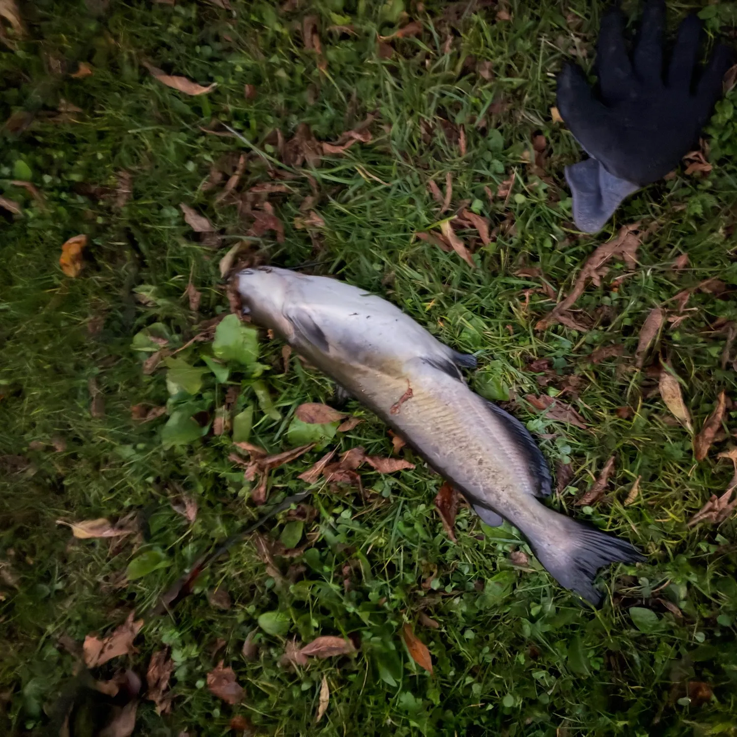 Channel catfish caught on Fishbrain