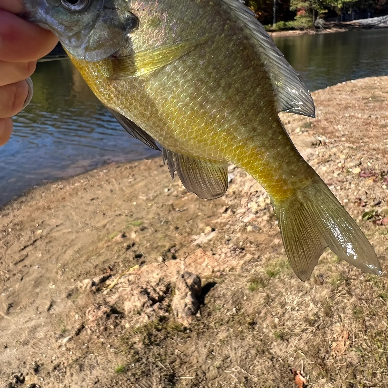 Bluegill caught on Fishbrain