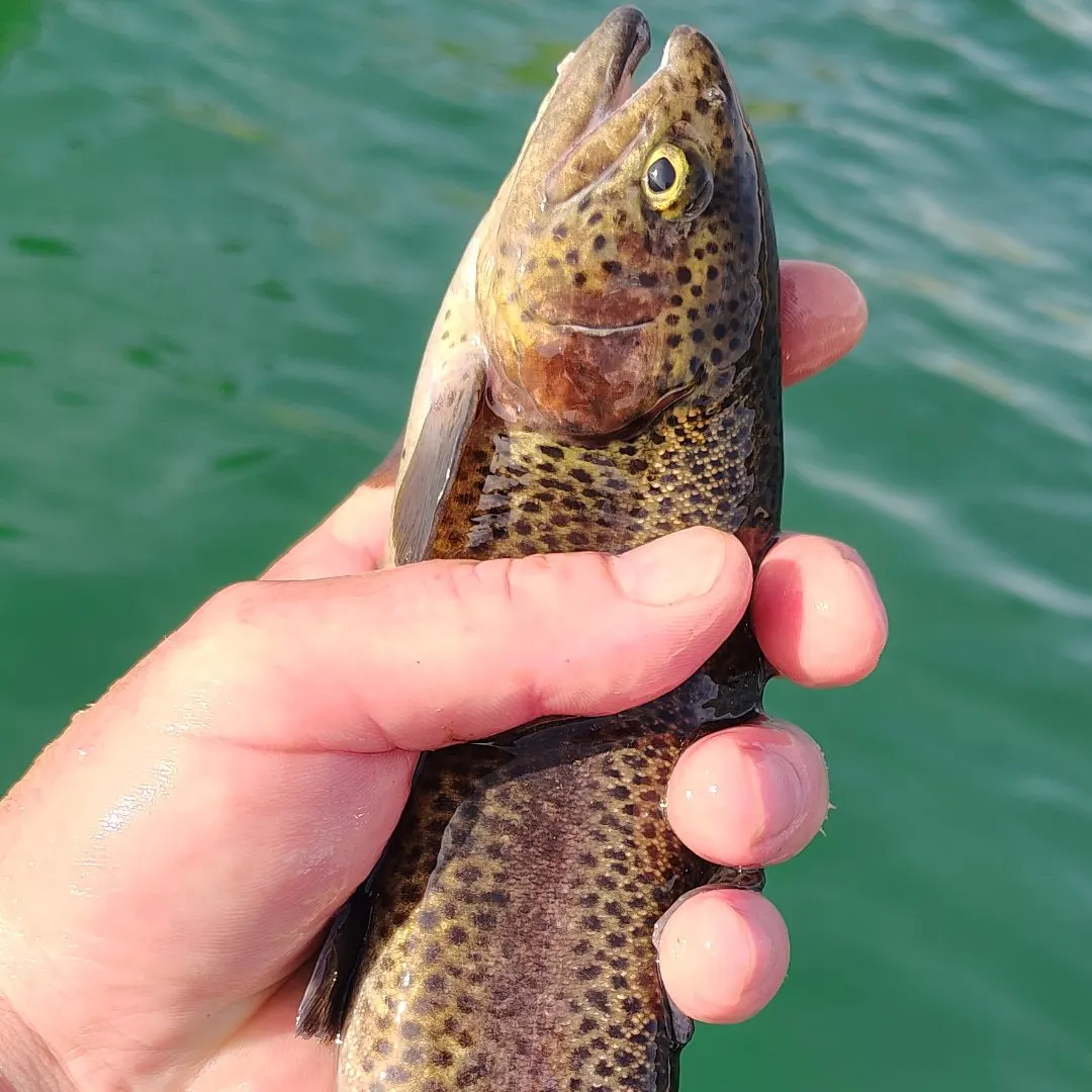 Rainbow trout caught on Fishbrain