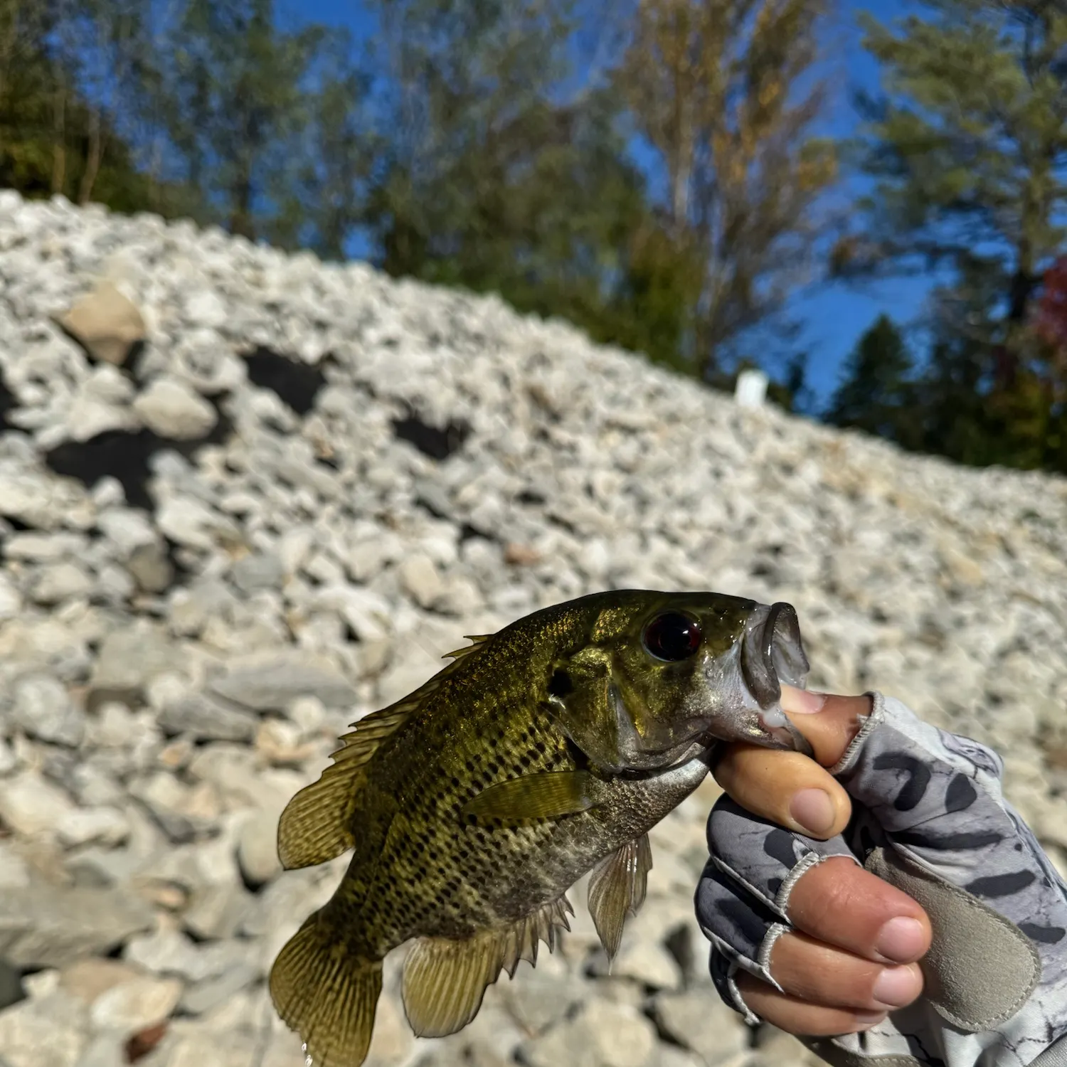 Rock bass caught on Fishbrain