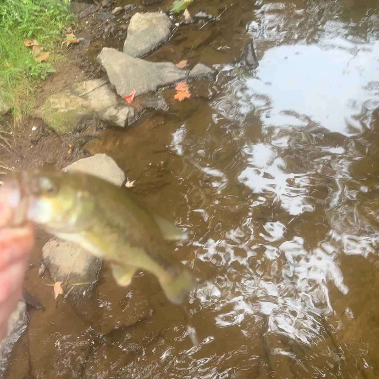 Fish caught on Fishbrain