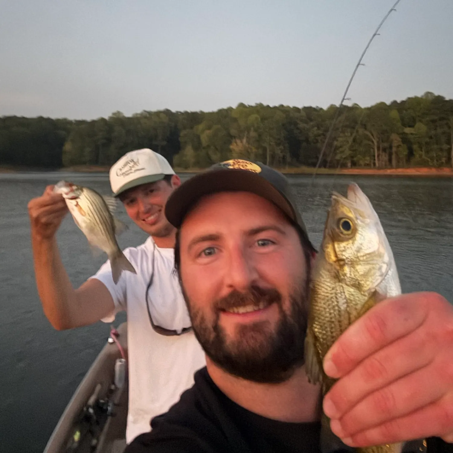 White perch caught on Fishbrain