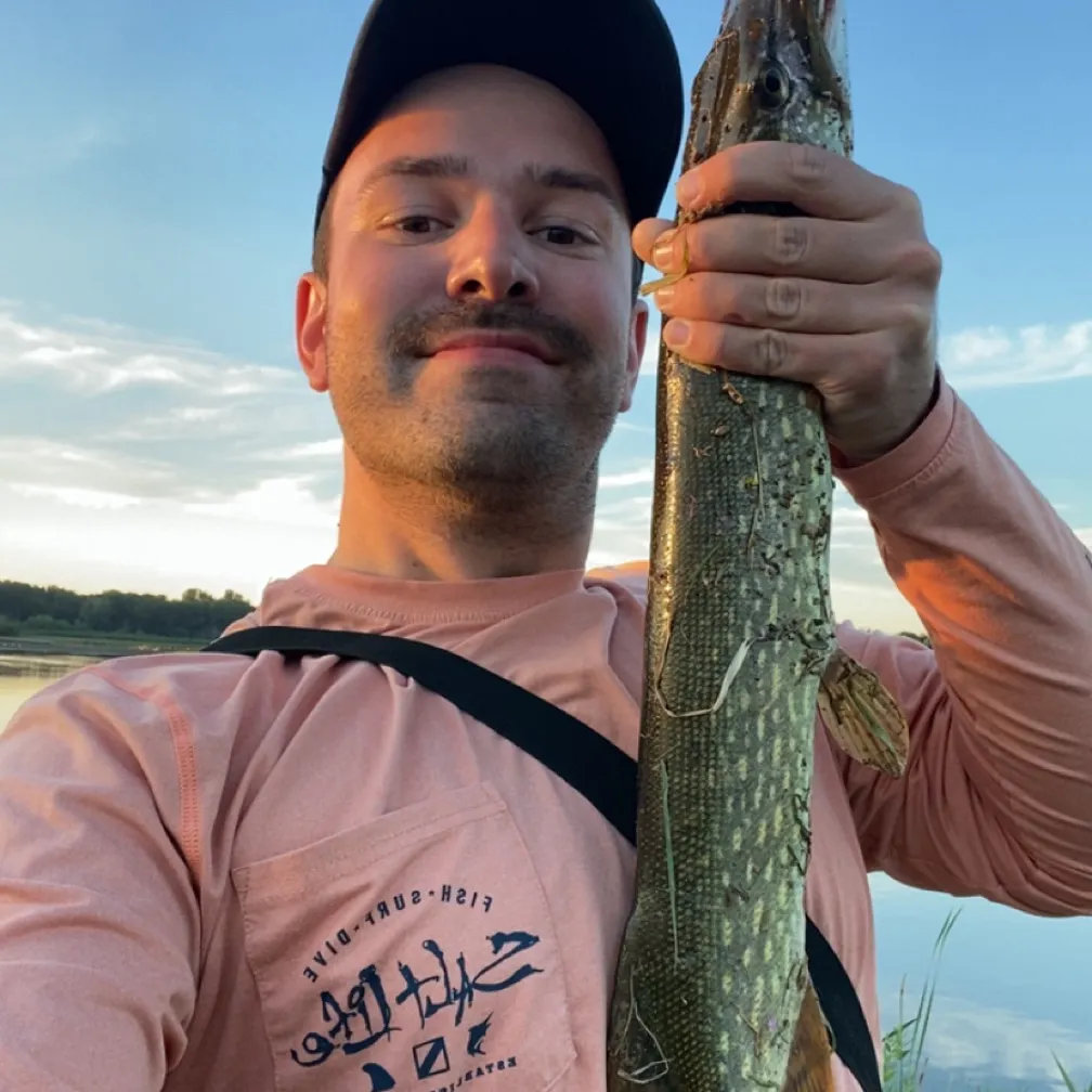Northern pike caught on Fishbrain