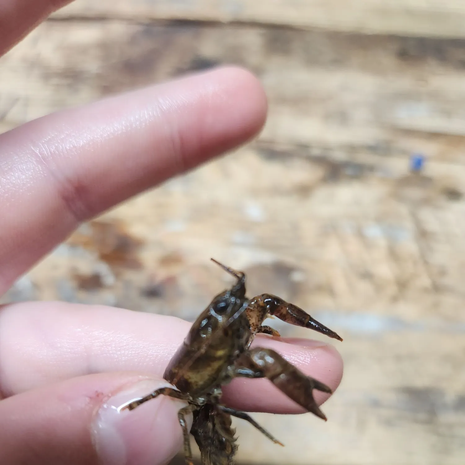 The most recent Rusty crayfish catches on Fishbrain