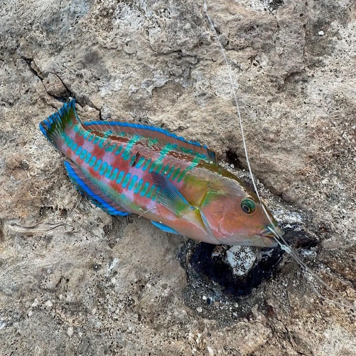 The most recent Surge wrasse catches on Fishbrain
