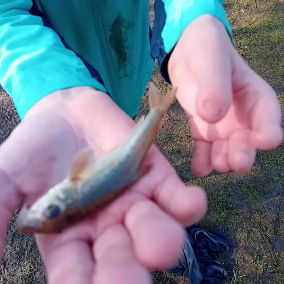 The most recent Gudgeon catches on Fishbrain