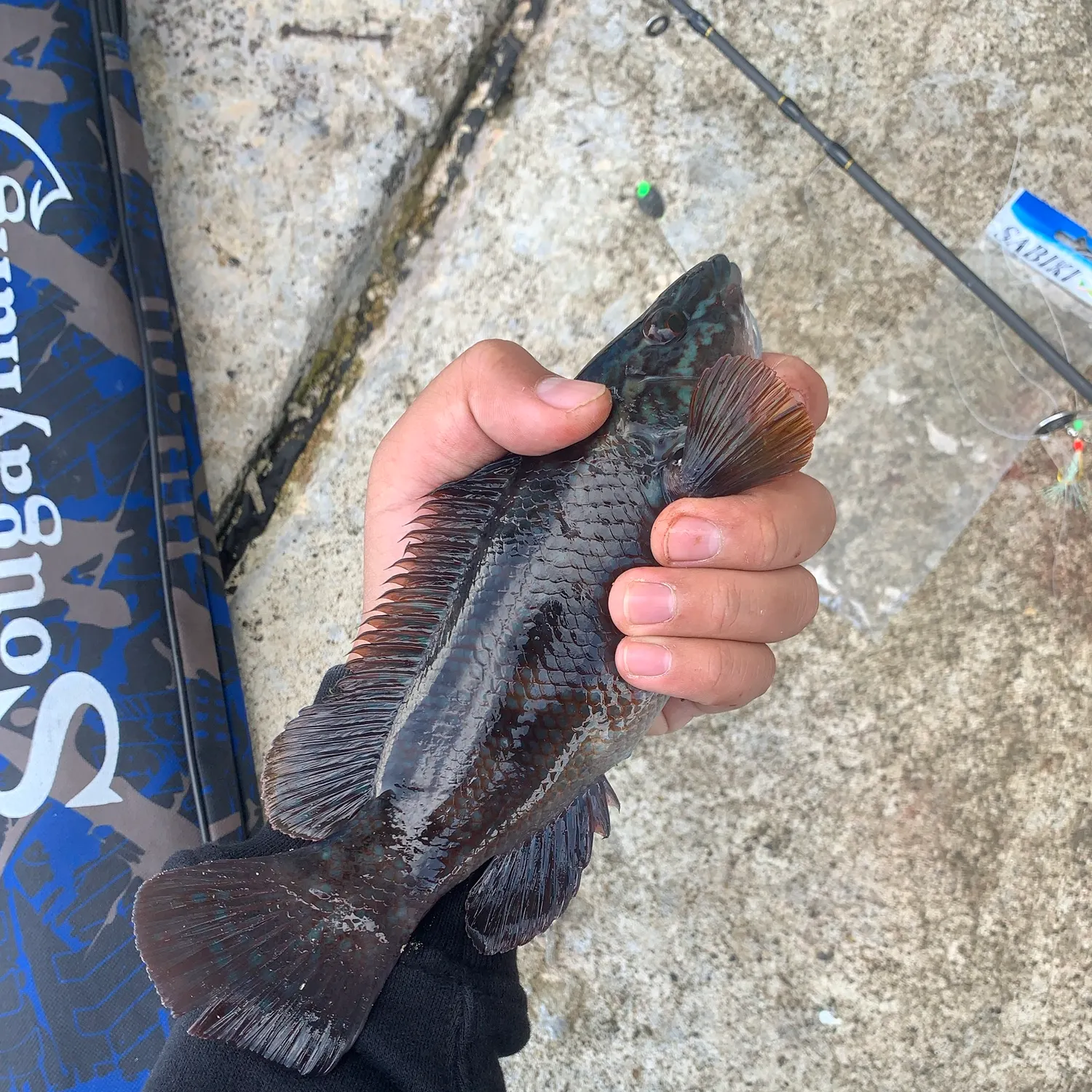 The most recent Ballan wrasse catches on Fishbrain
