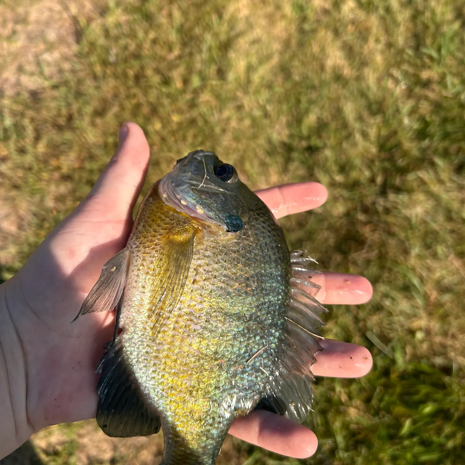 Bluegill caught on Fishbrain