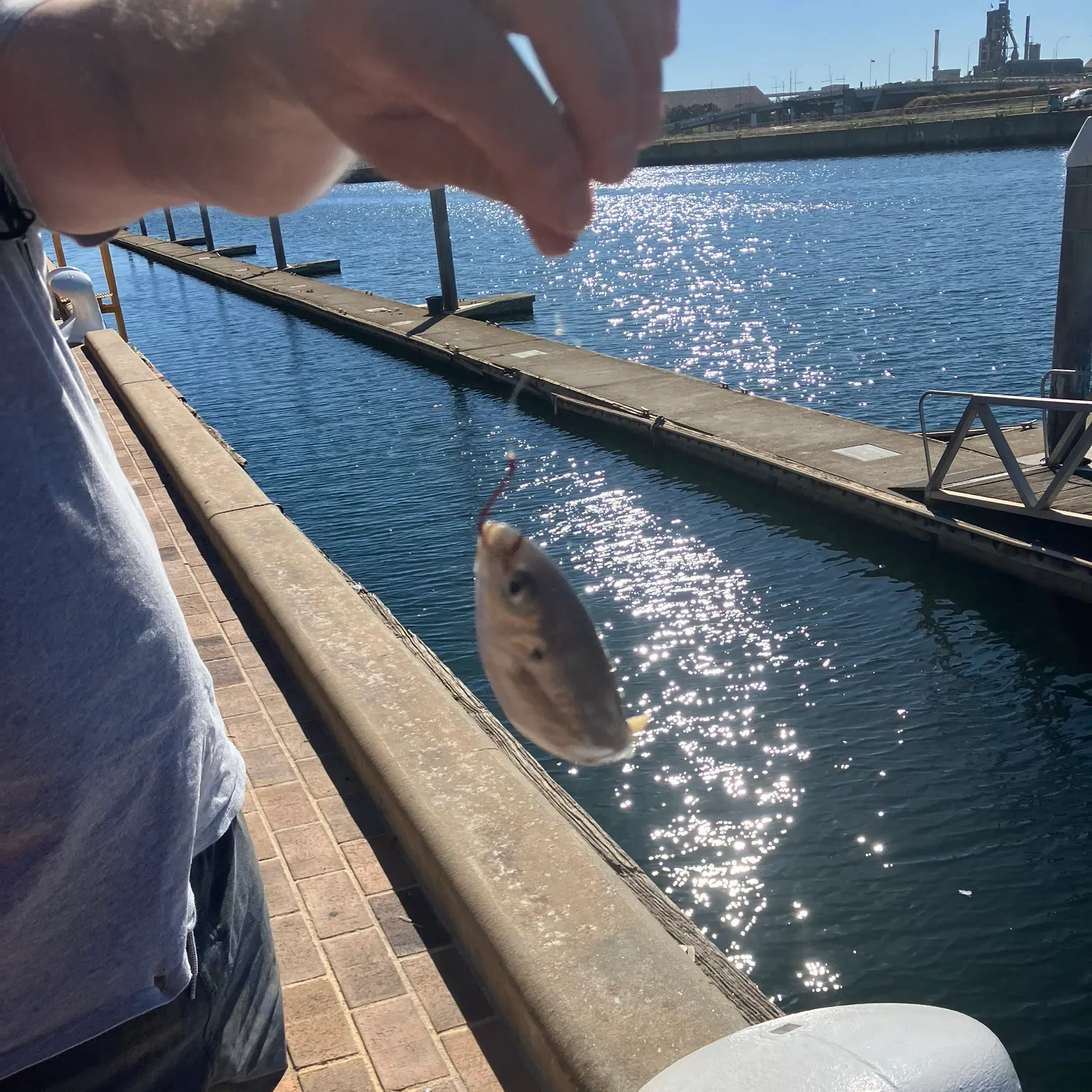 The most recent Yellowtail scad catches on Fishbrain