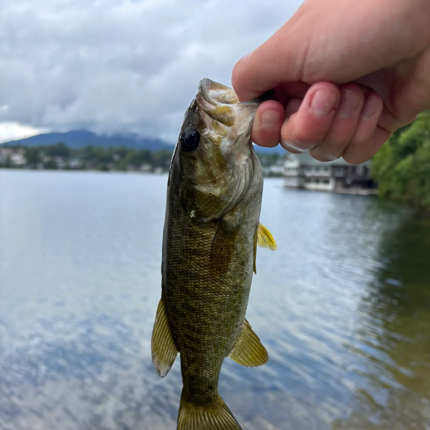 Smallmouth bass caught on Fishbrain