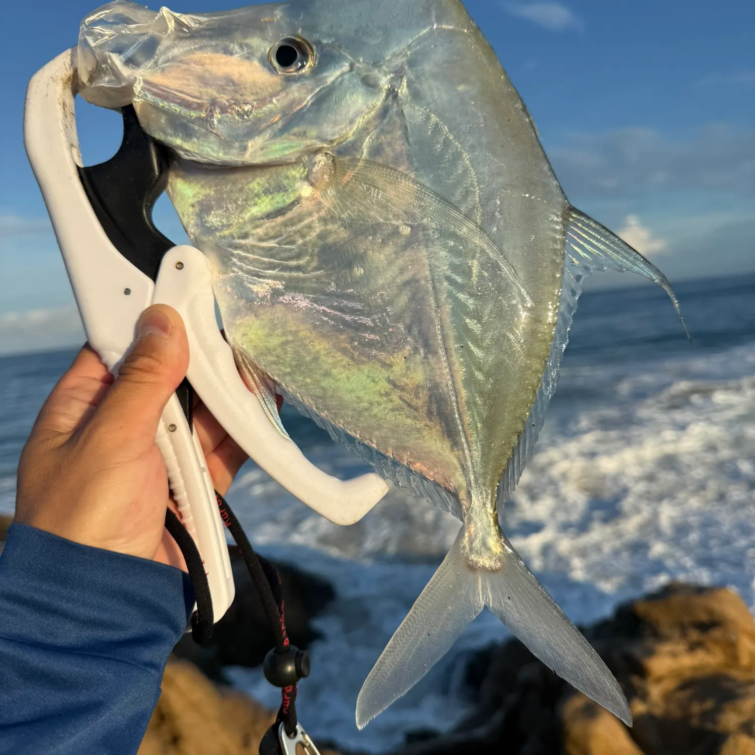 Hairfin lookdown caught on Fishbrain