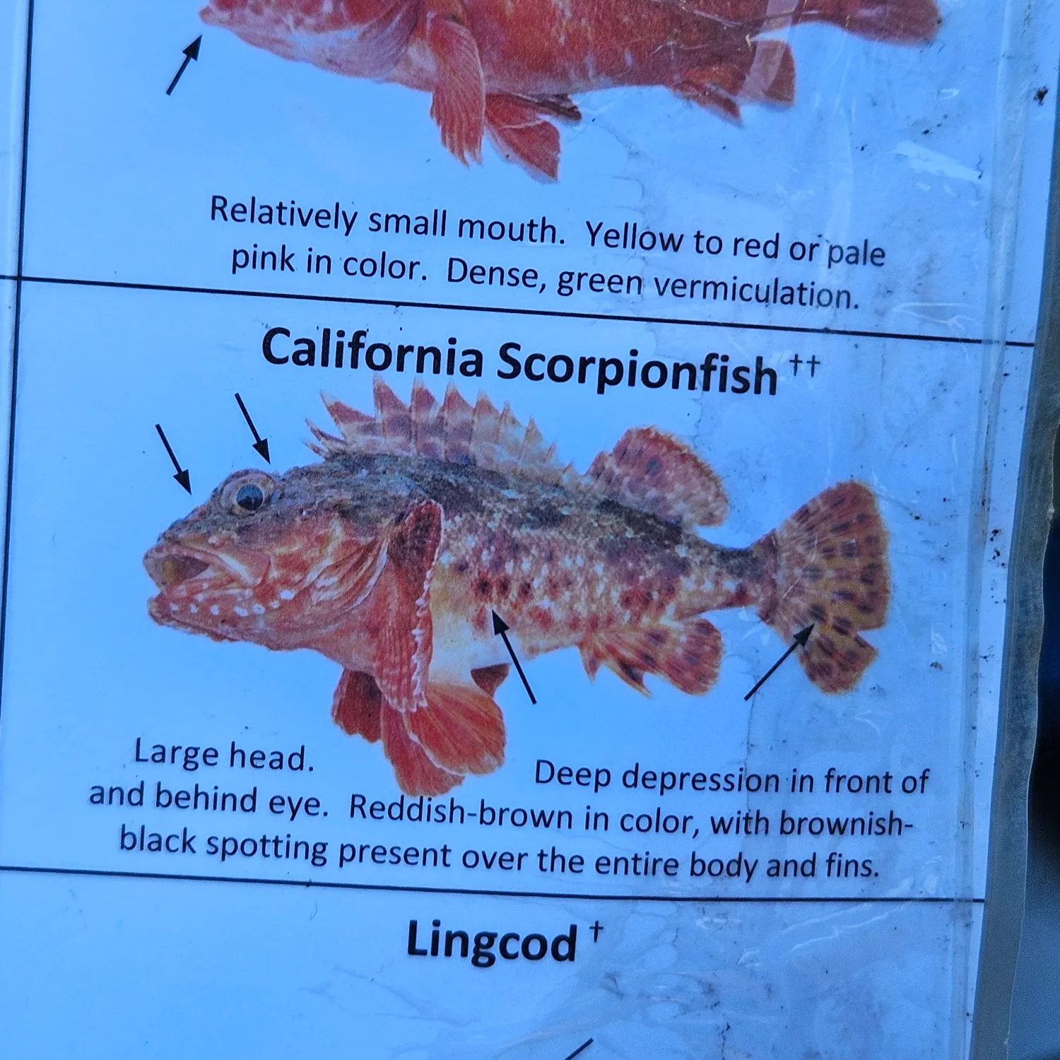 The most recent California scorpionfish catches on Fishbrain