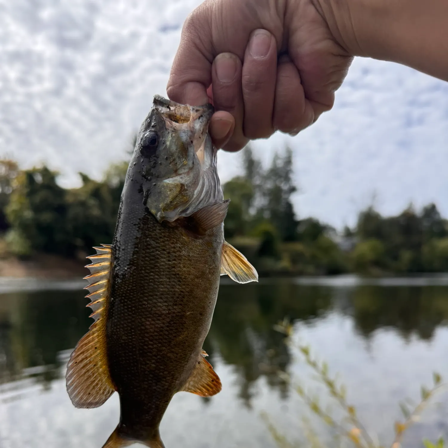 Smallmouth bass caught on Fishbrain