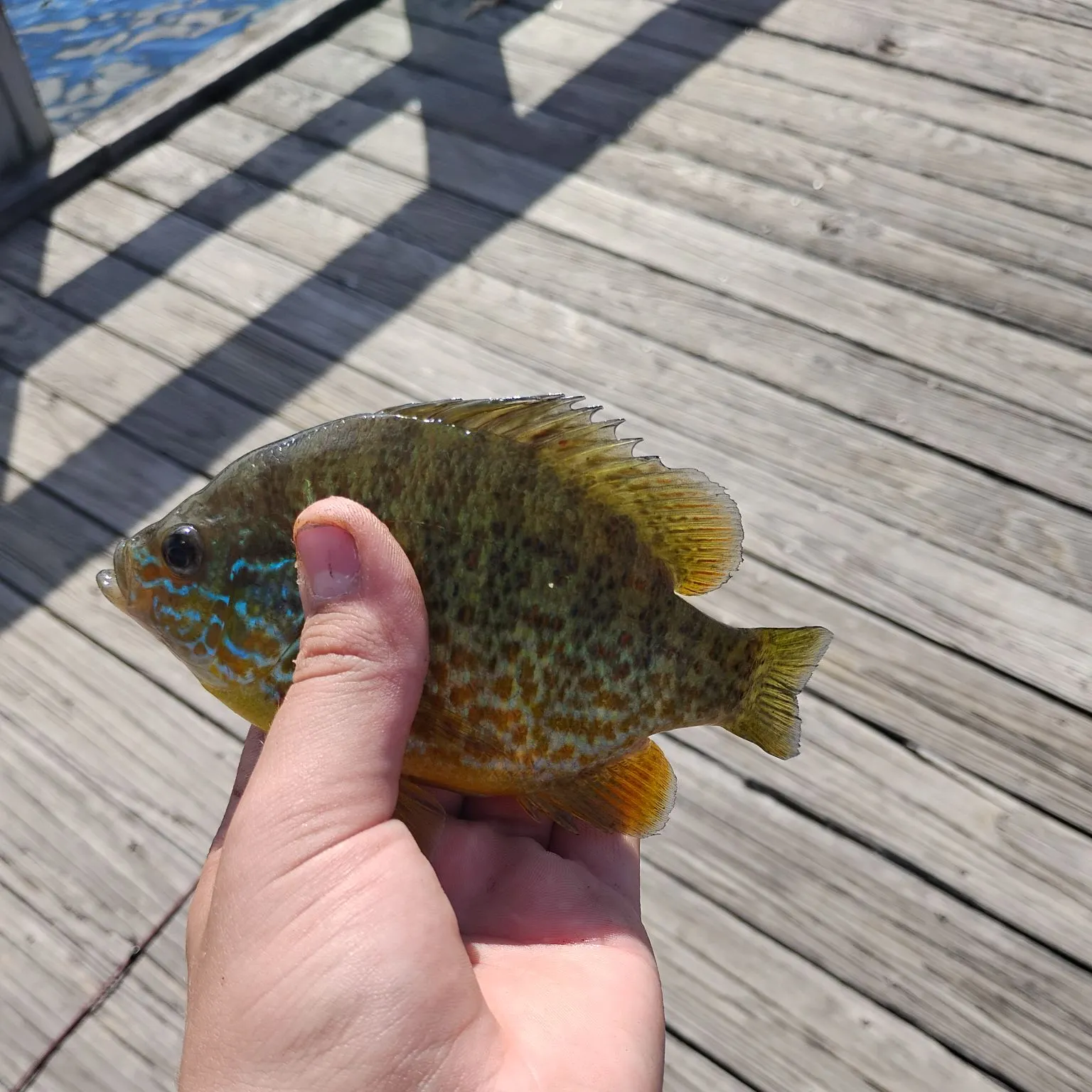 Pumpkinseed caught on Fishbrain