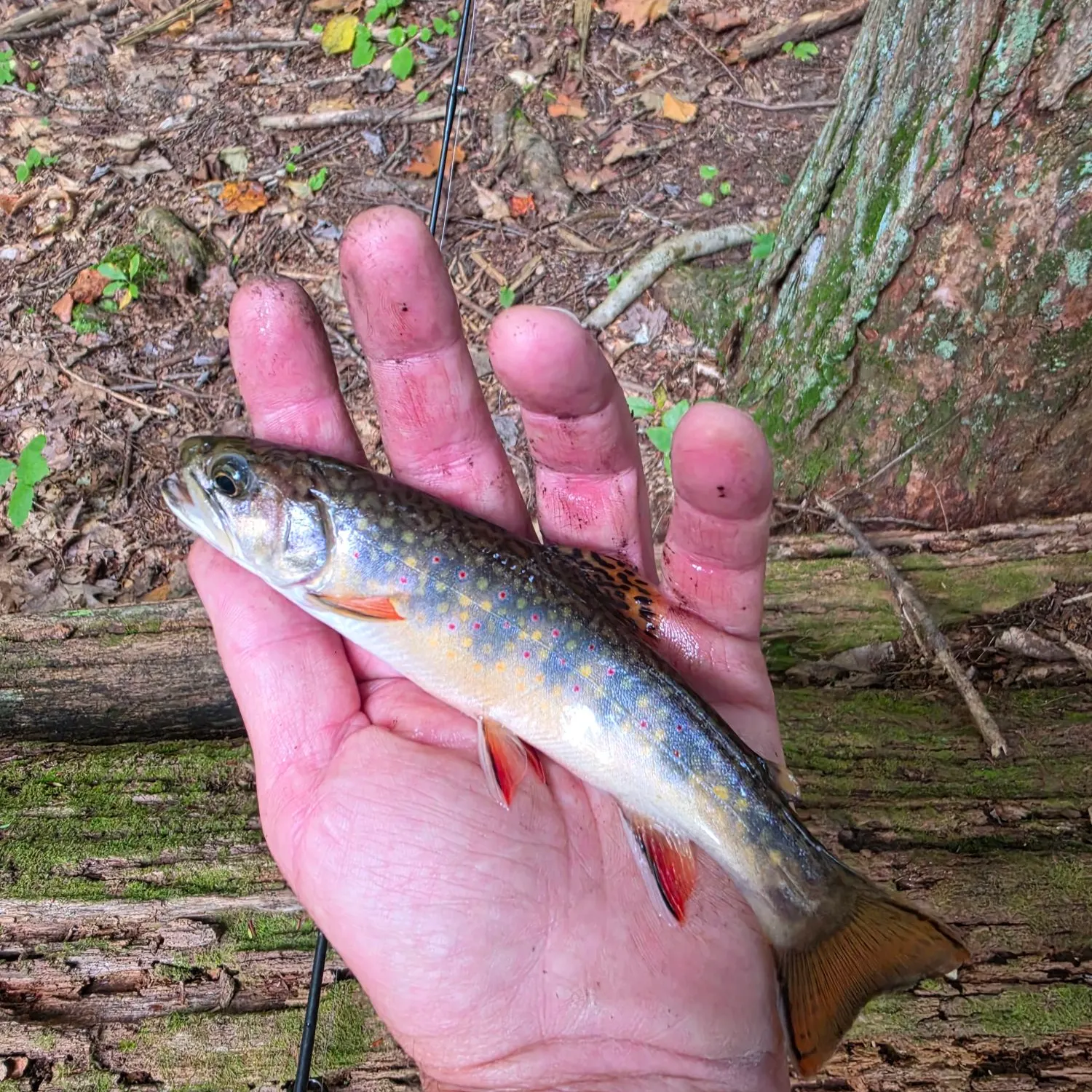 Brook trout caught on Fishbrain