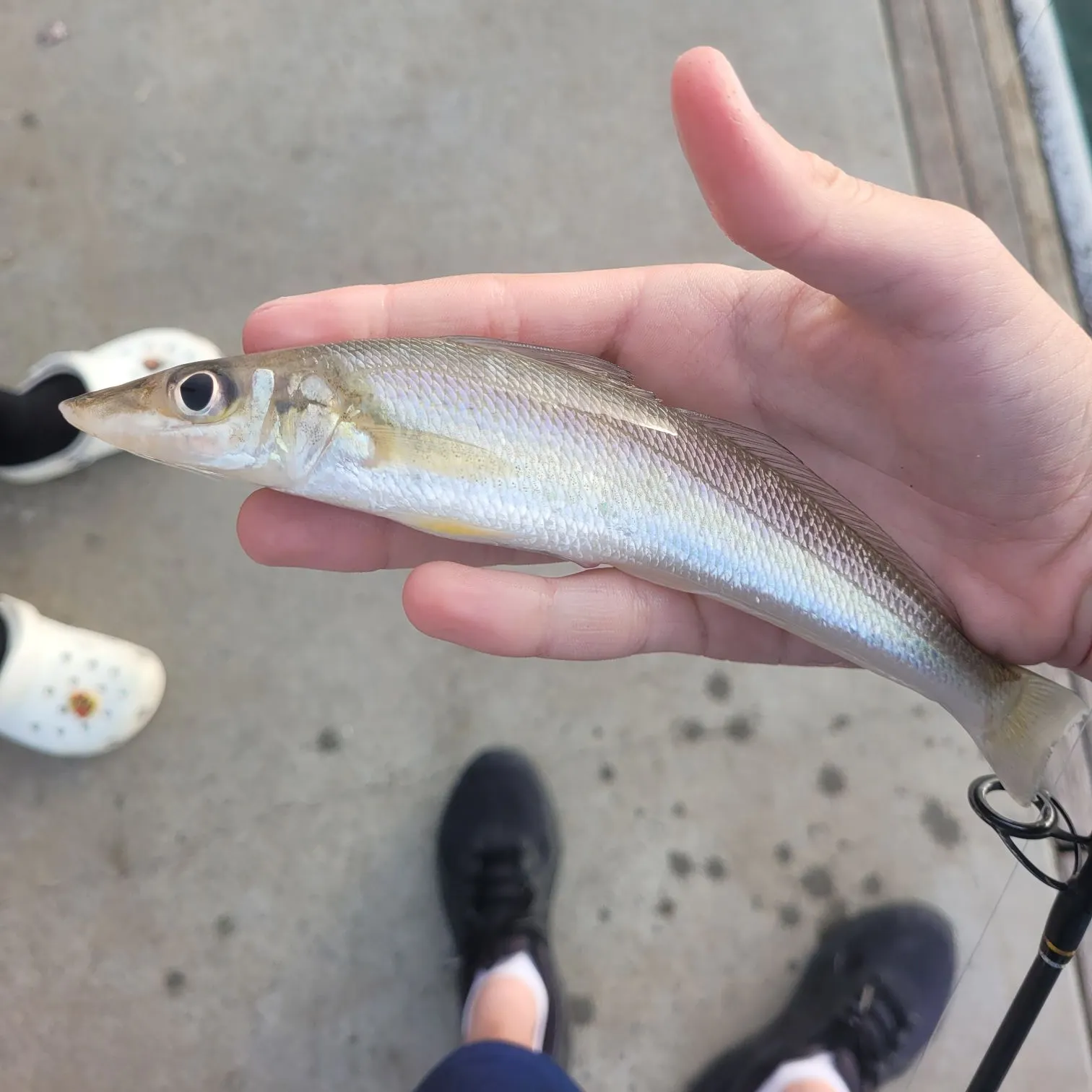 The most recent Sand sillago catches on Fishbrain