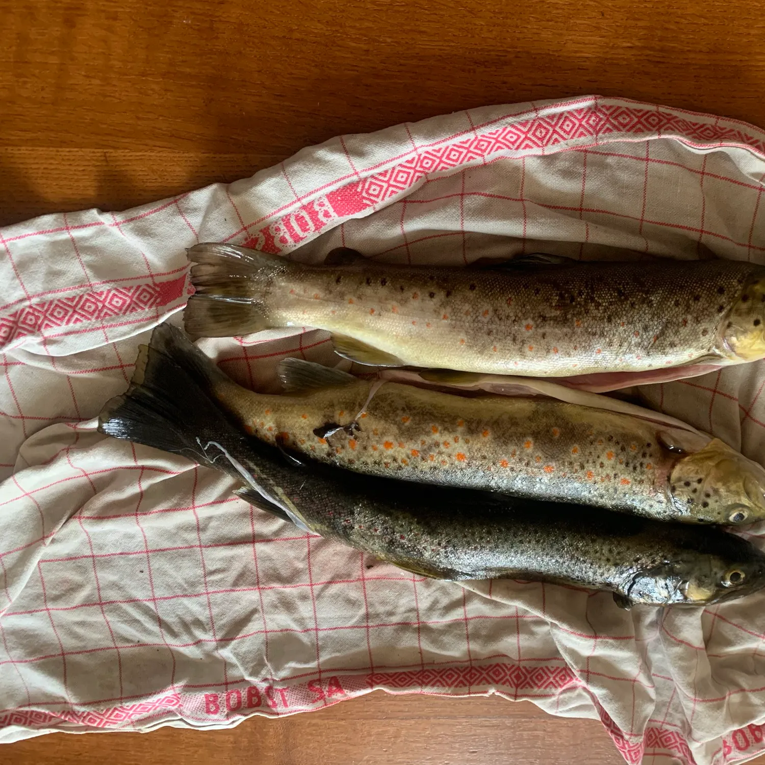 recently logged catches