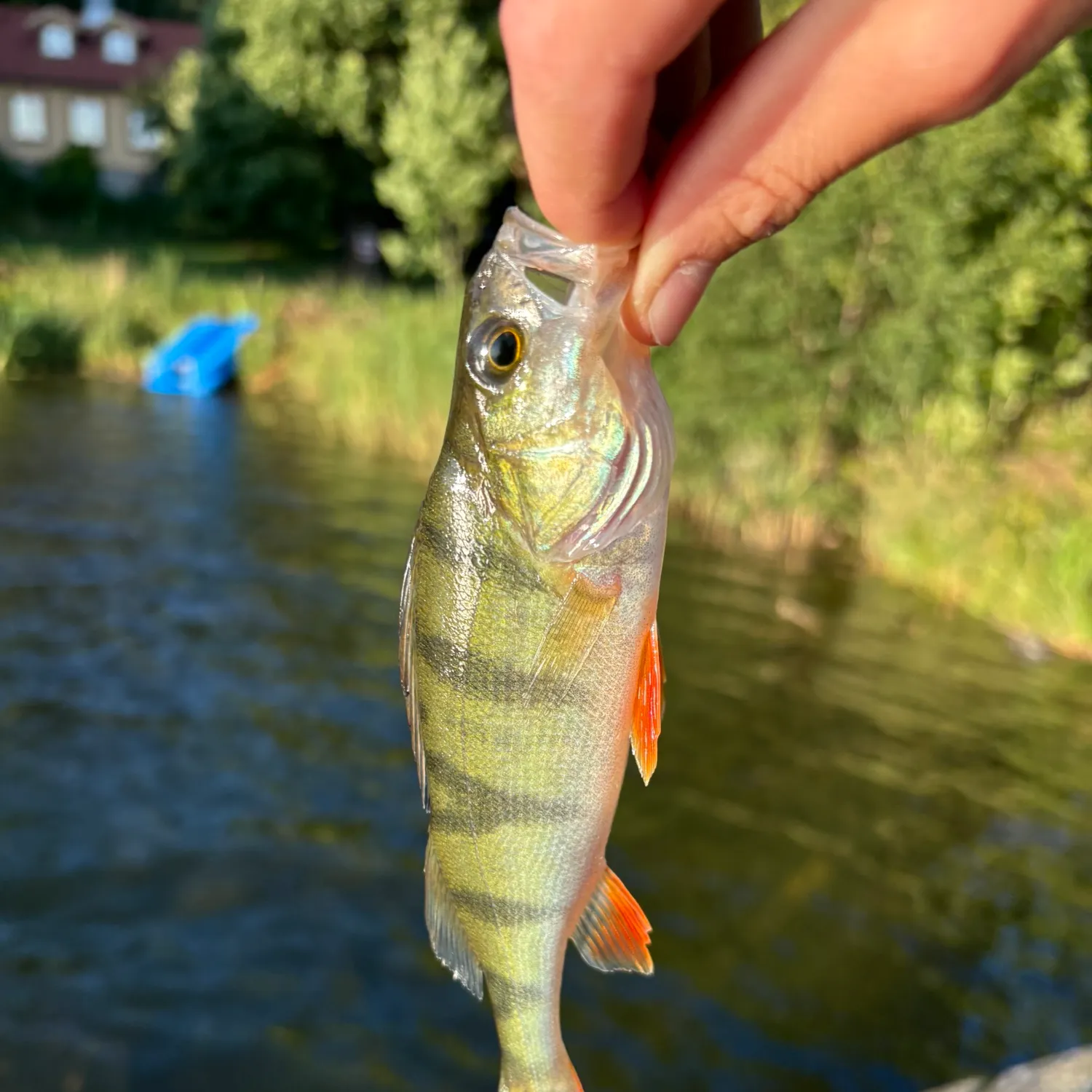 European perch caught on Fishbrain