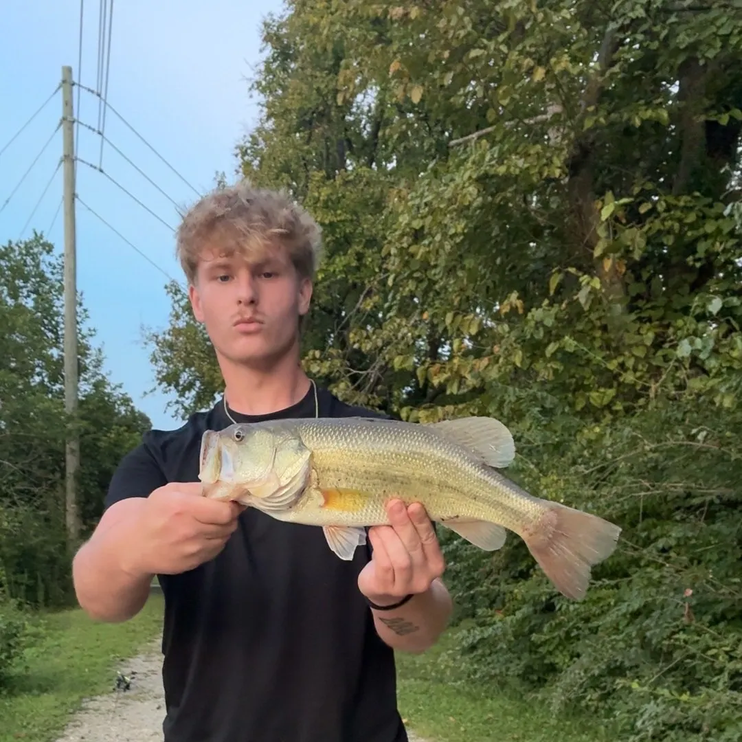 Largemouth bass caught on Fishbrain