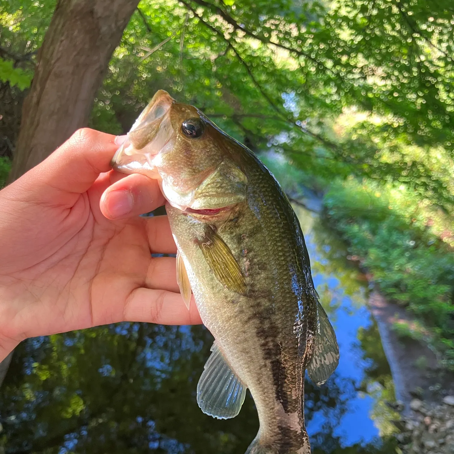Largemouth bass caught on Fishbrain