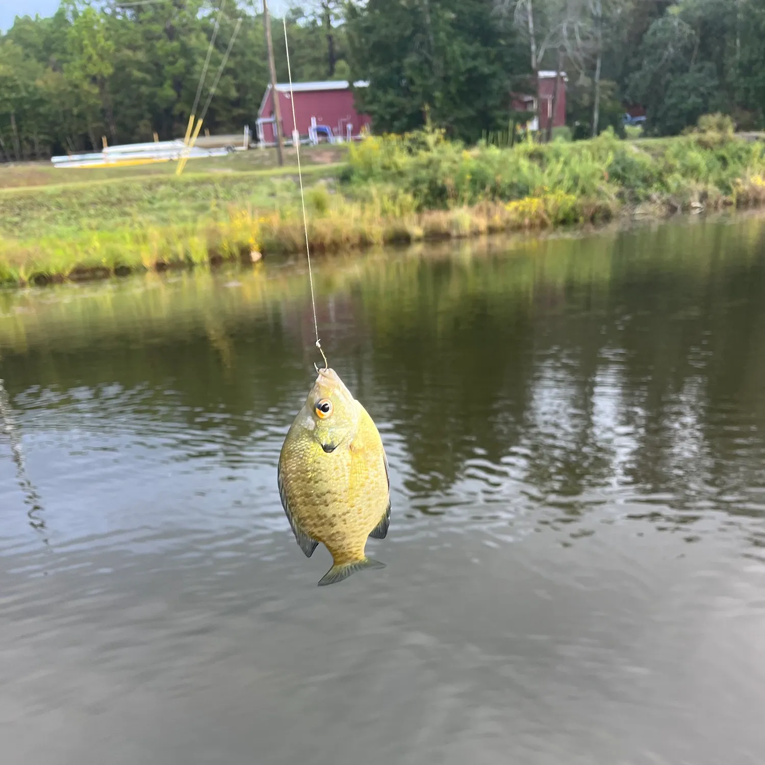 Bluegill caught on Fishbrain