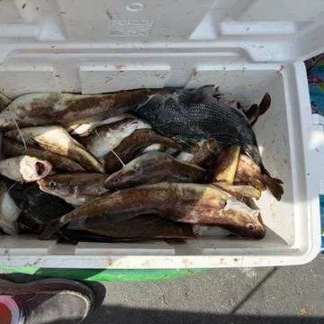 The most recent Red hake catches on Fishbrain