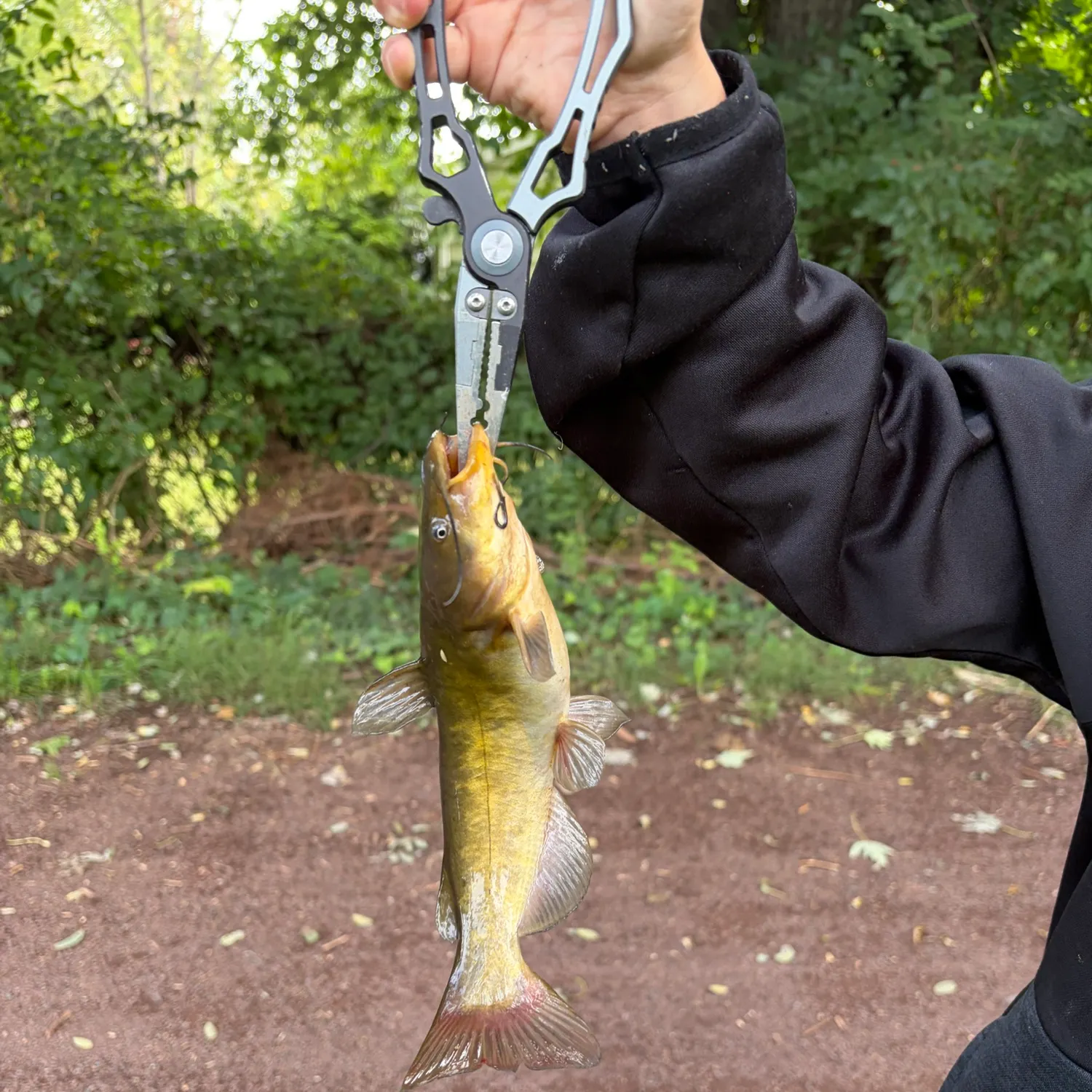 Brown bullhead caught on Fishbrain