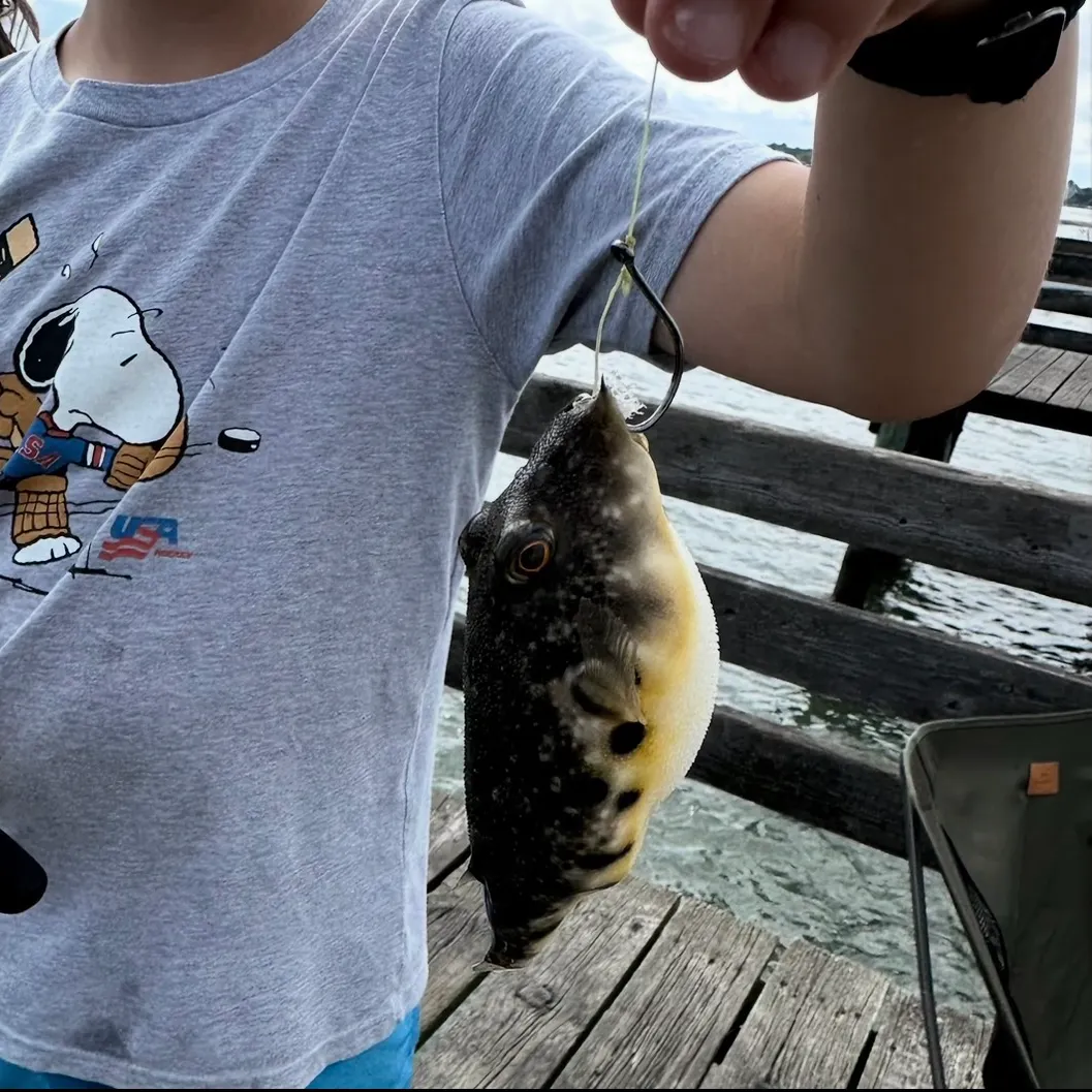 The most recent Northern puffer catches on Fishbrain