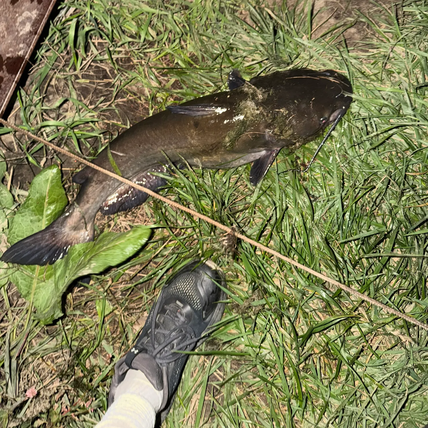 Channel catfish caught on Fishbrain