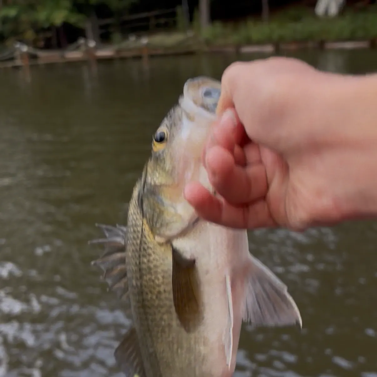 White perch caught on Fishbrain