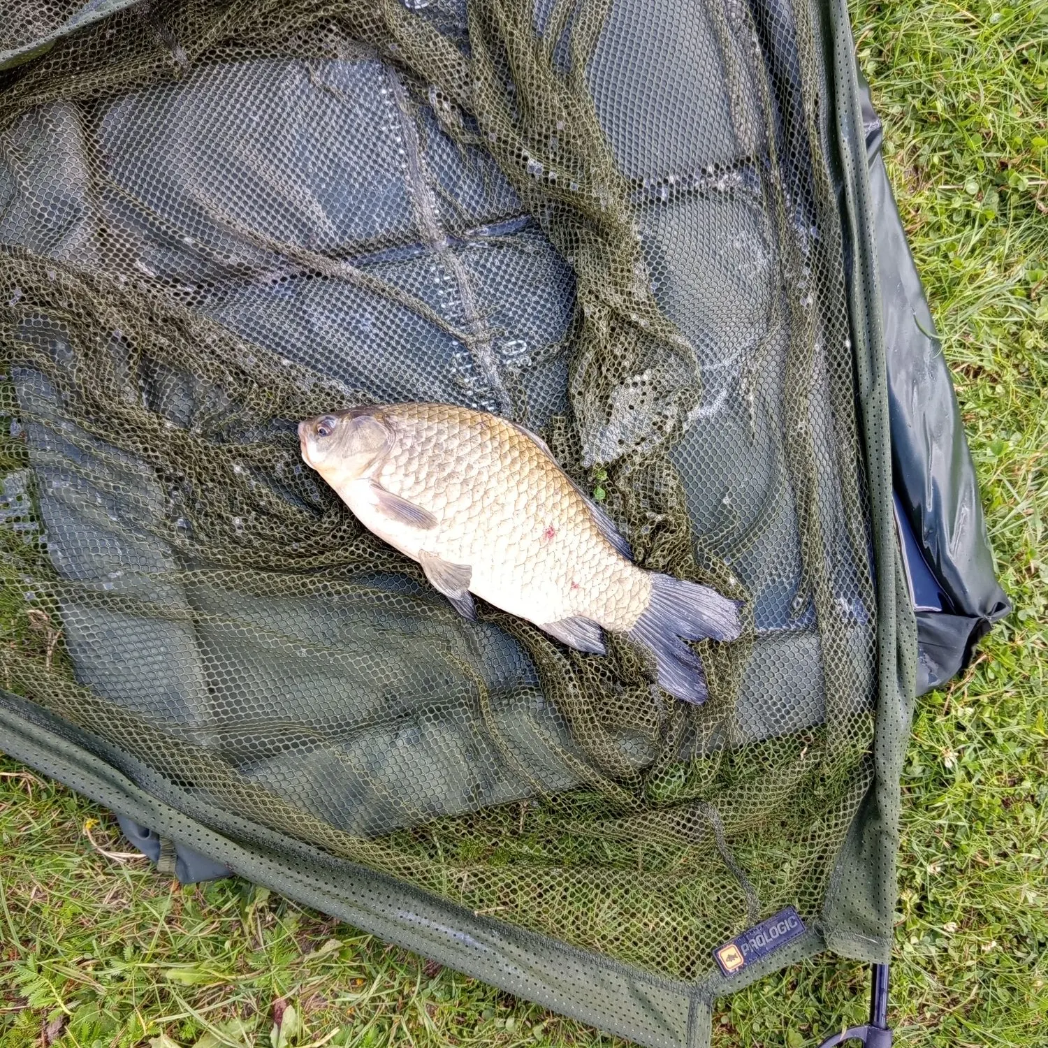 The most recent Crucian carp catches on Fishbrain