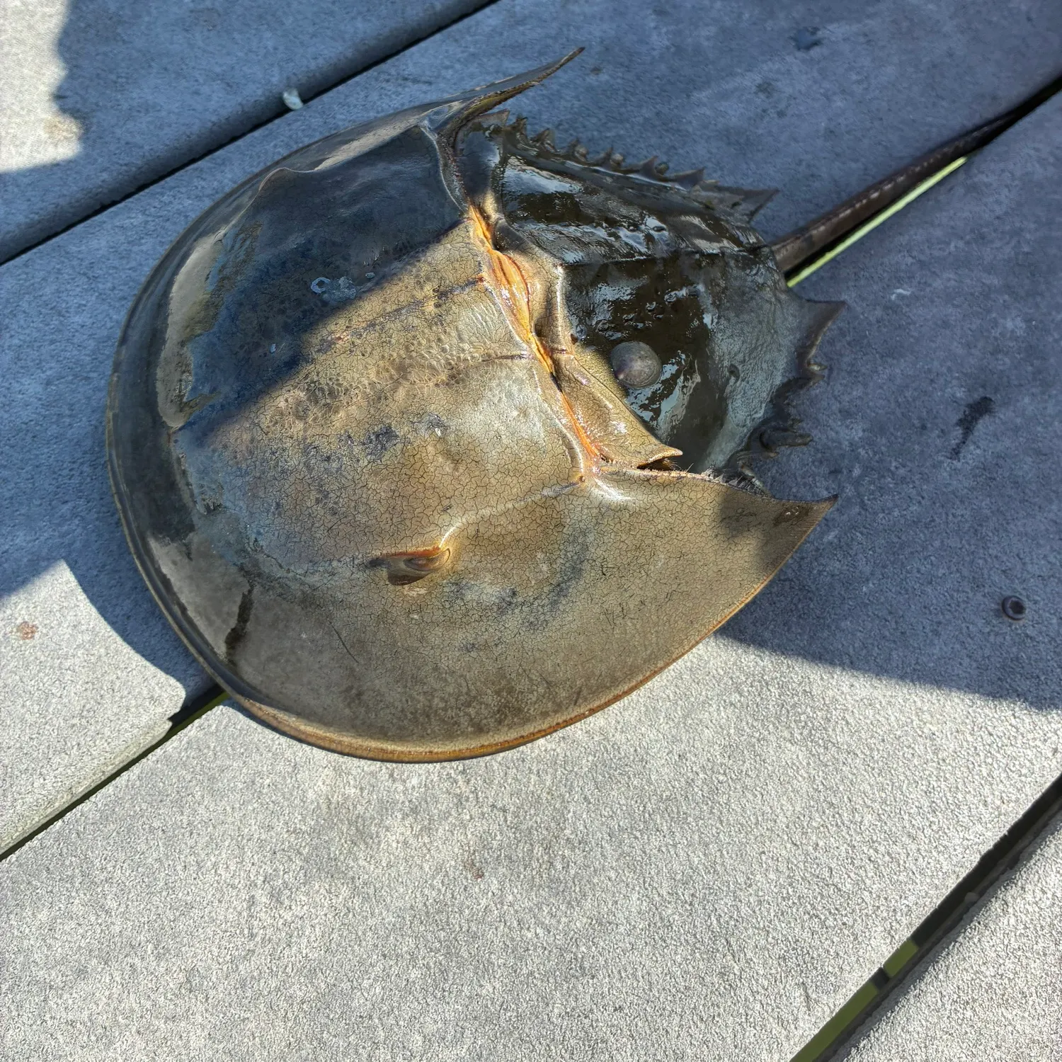 Atlantic horseshoe crab caught on Fishbrain