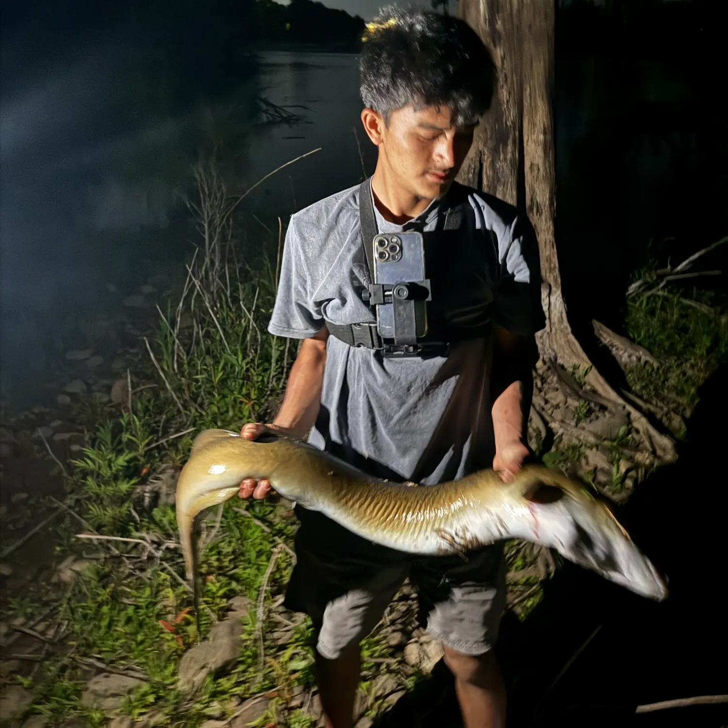 The most recent Speckled longfin eel catches on Fishbrain