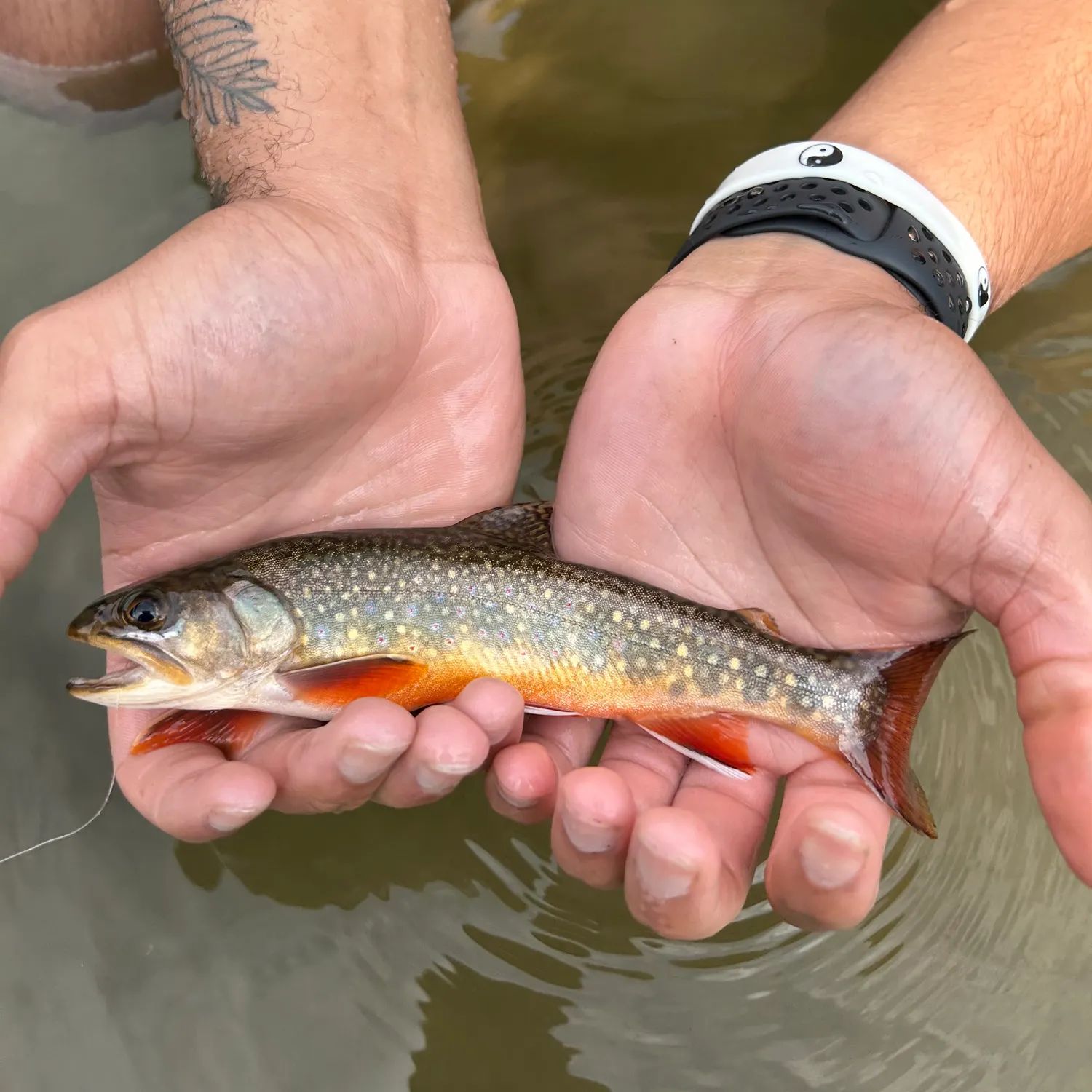 Brook trout caught on Fishbrain