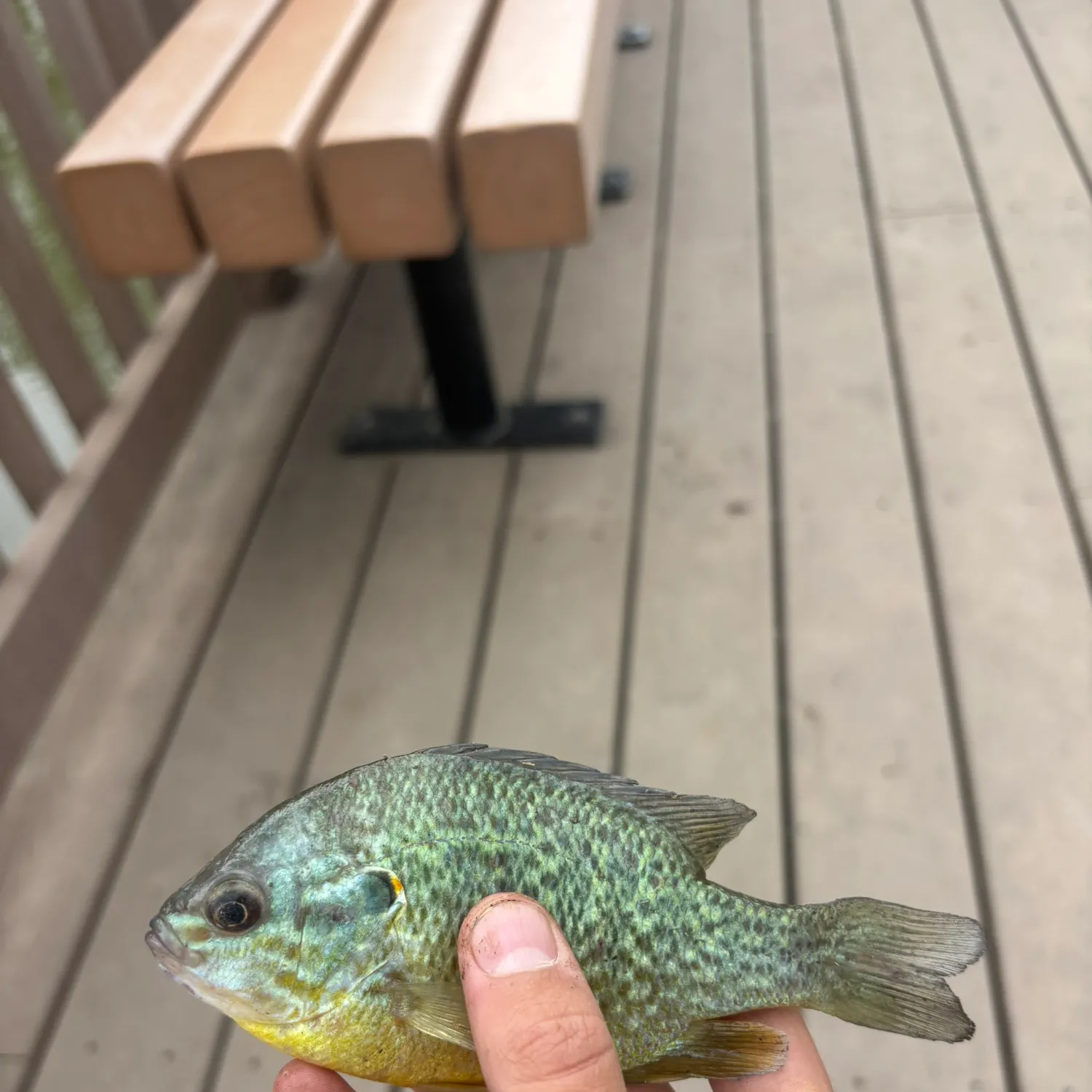 Pumpkinseed caught on Fishbrain