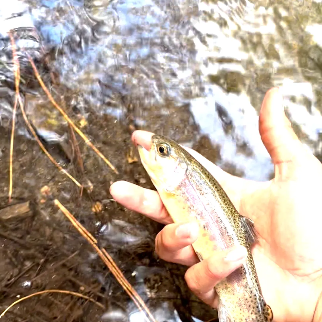 Rainbow trout caught on Fishbrain