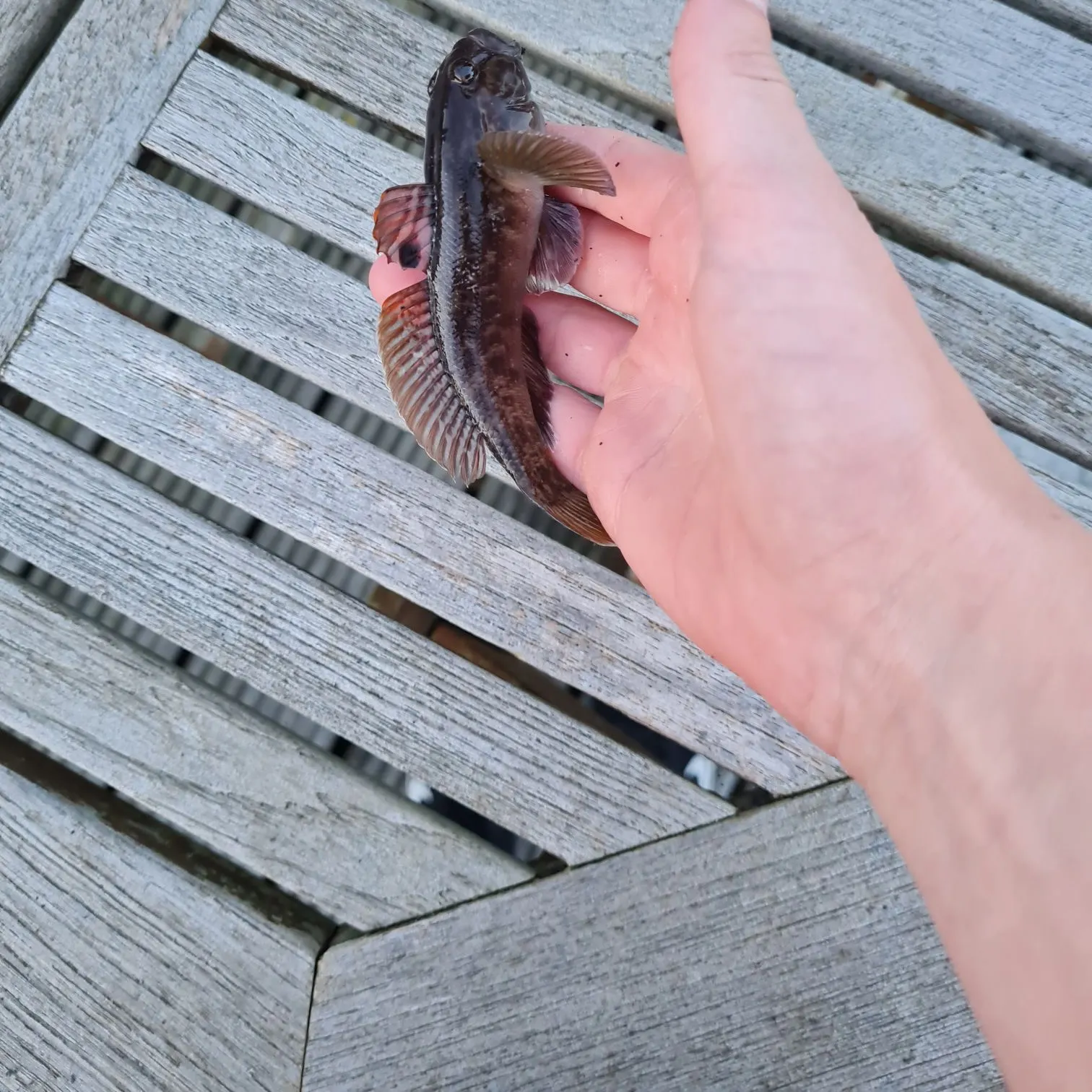 Round goby caught on Fishbrain