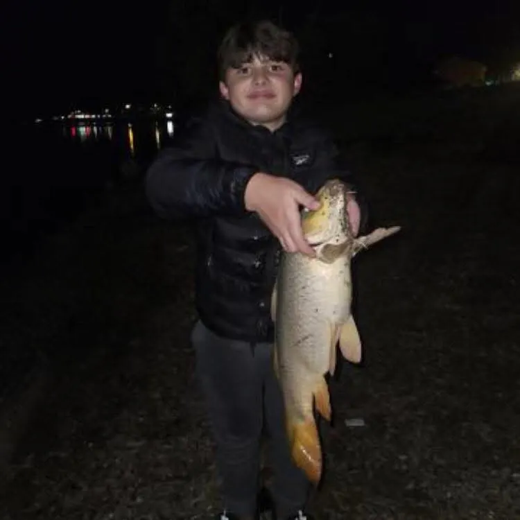 Common carp caught on Fishbrain