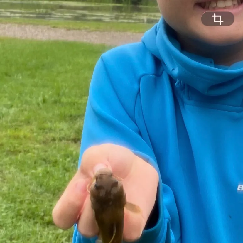 Stonecat caught on Fishbrain