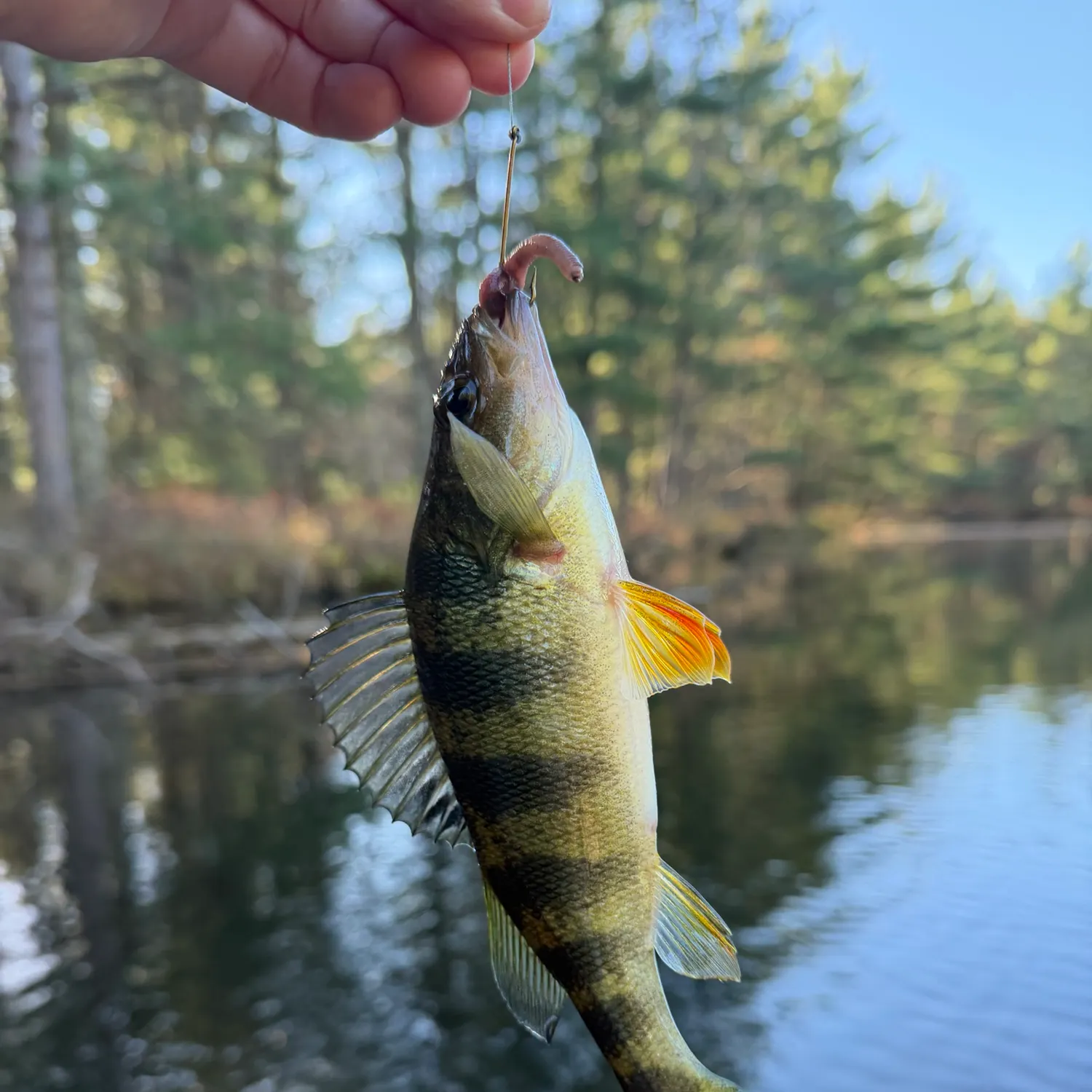 Yellow perch caught on Fishbrain