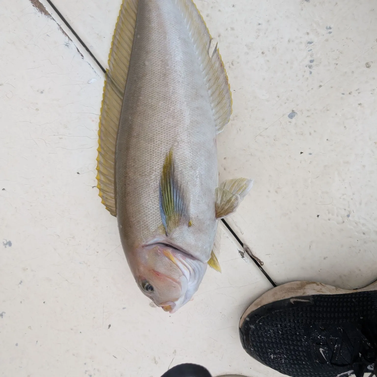 The most recent Ocean whitefish catches on Fishbrain