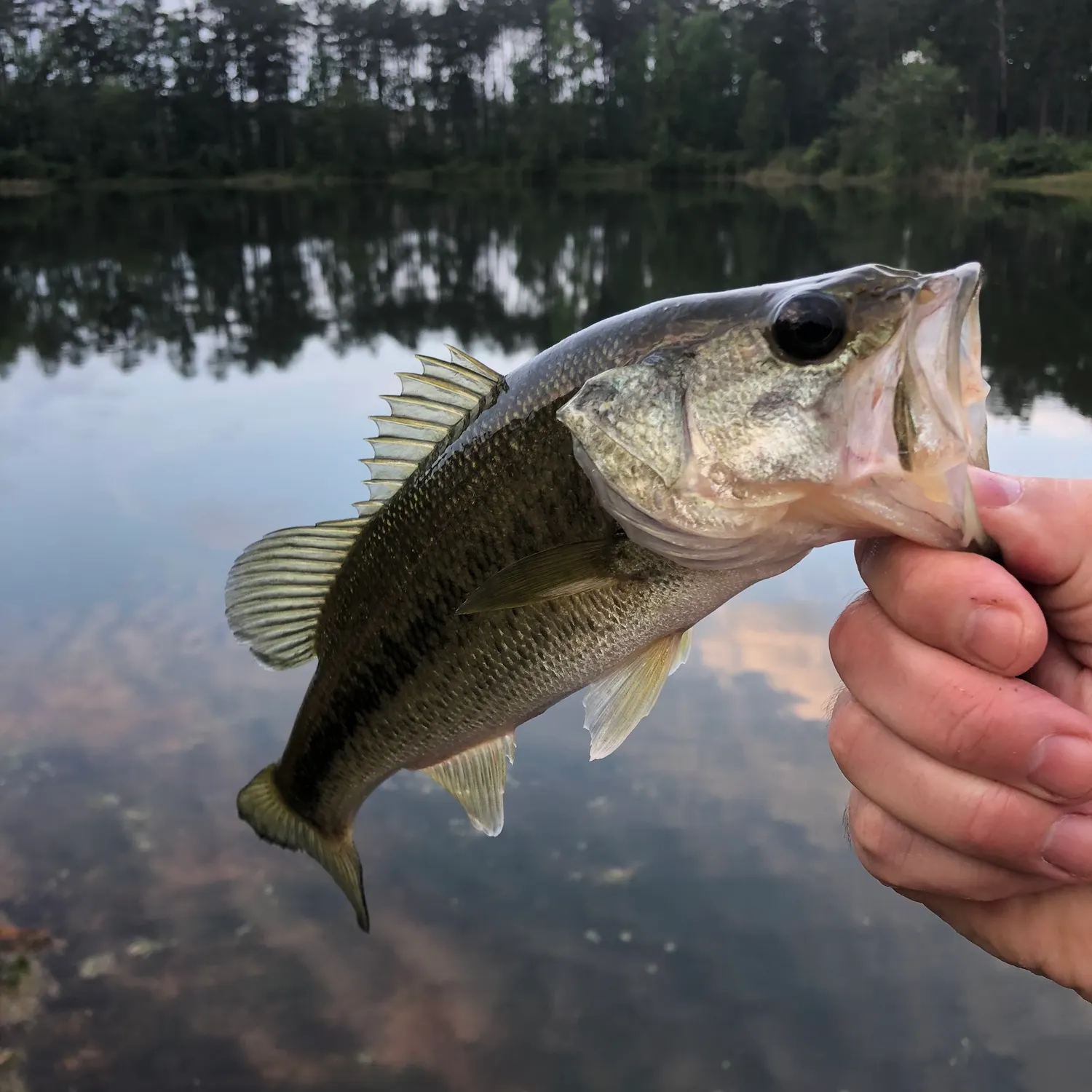 Largemouth bass caught on Fishbrain